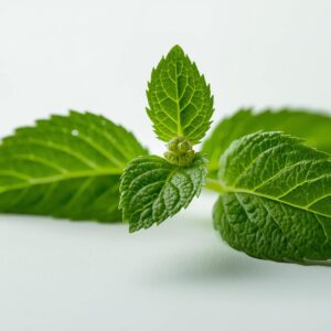 mint leaves