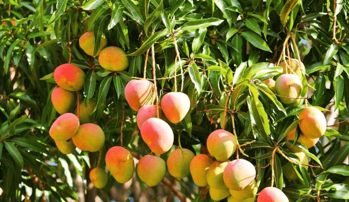 alphonso mangoes